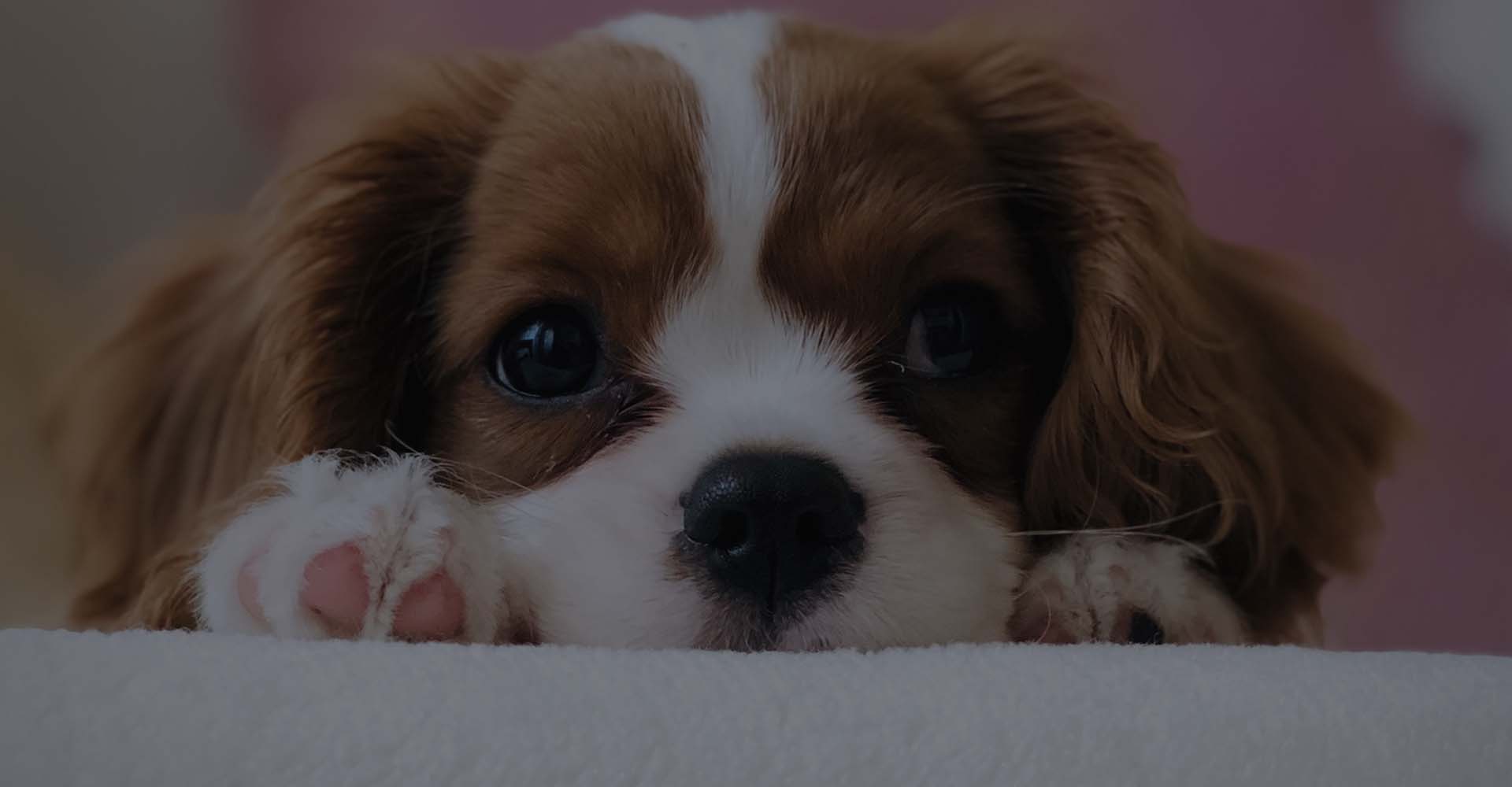 cute dog who might be a little stressed out