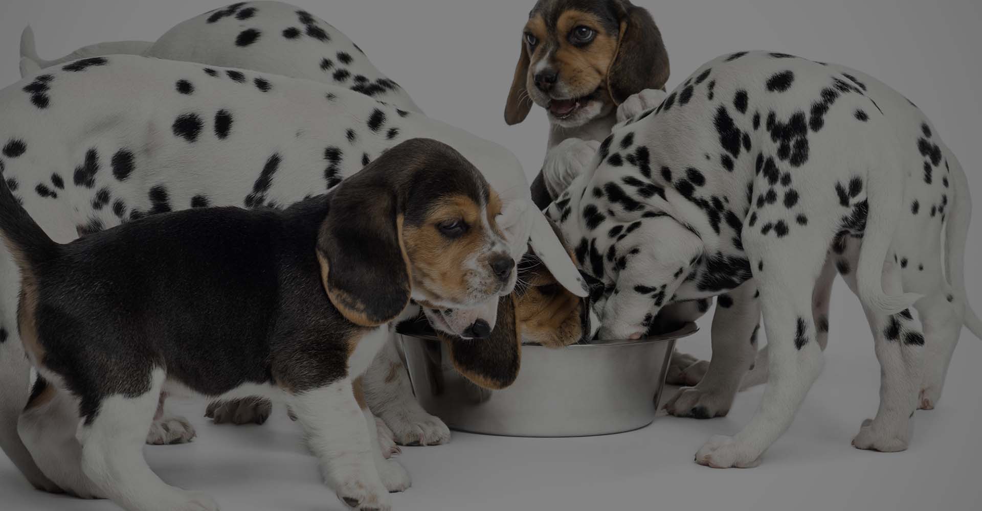 a bunch of puppies eating out of a bowl
