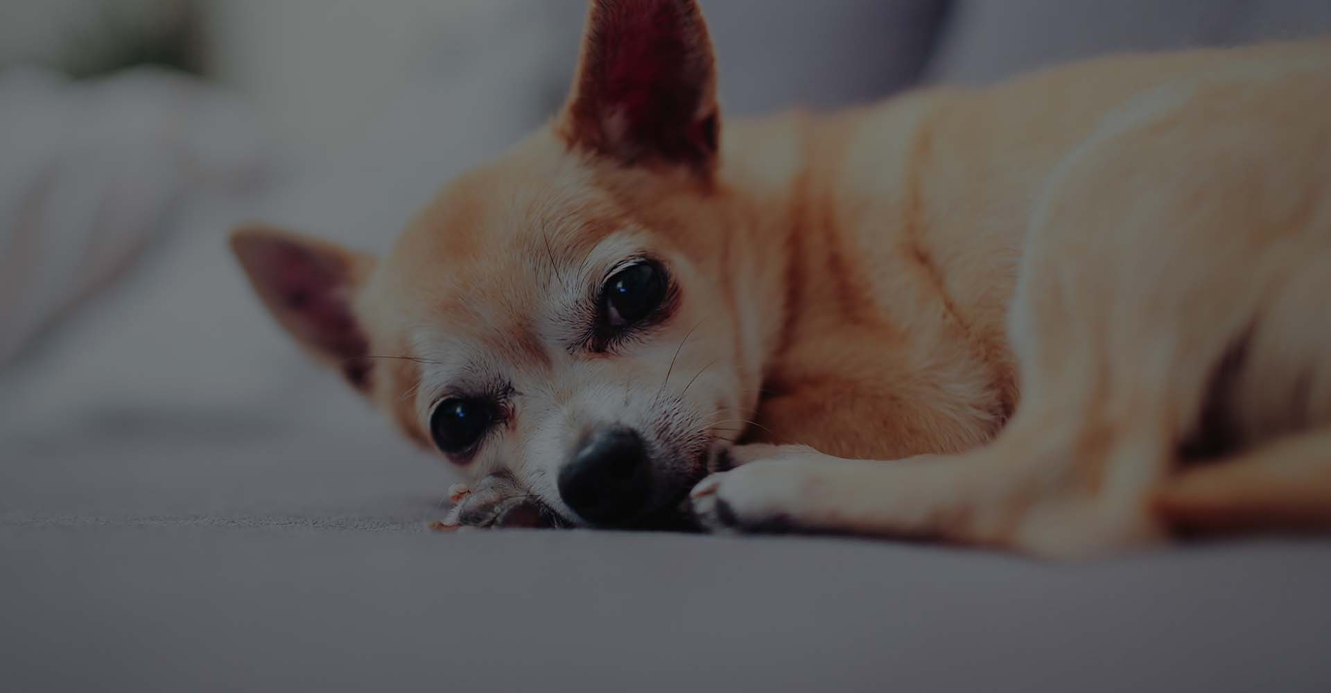 an old dog lying down in pain