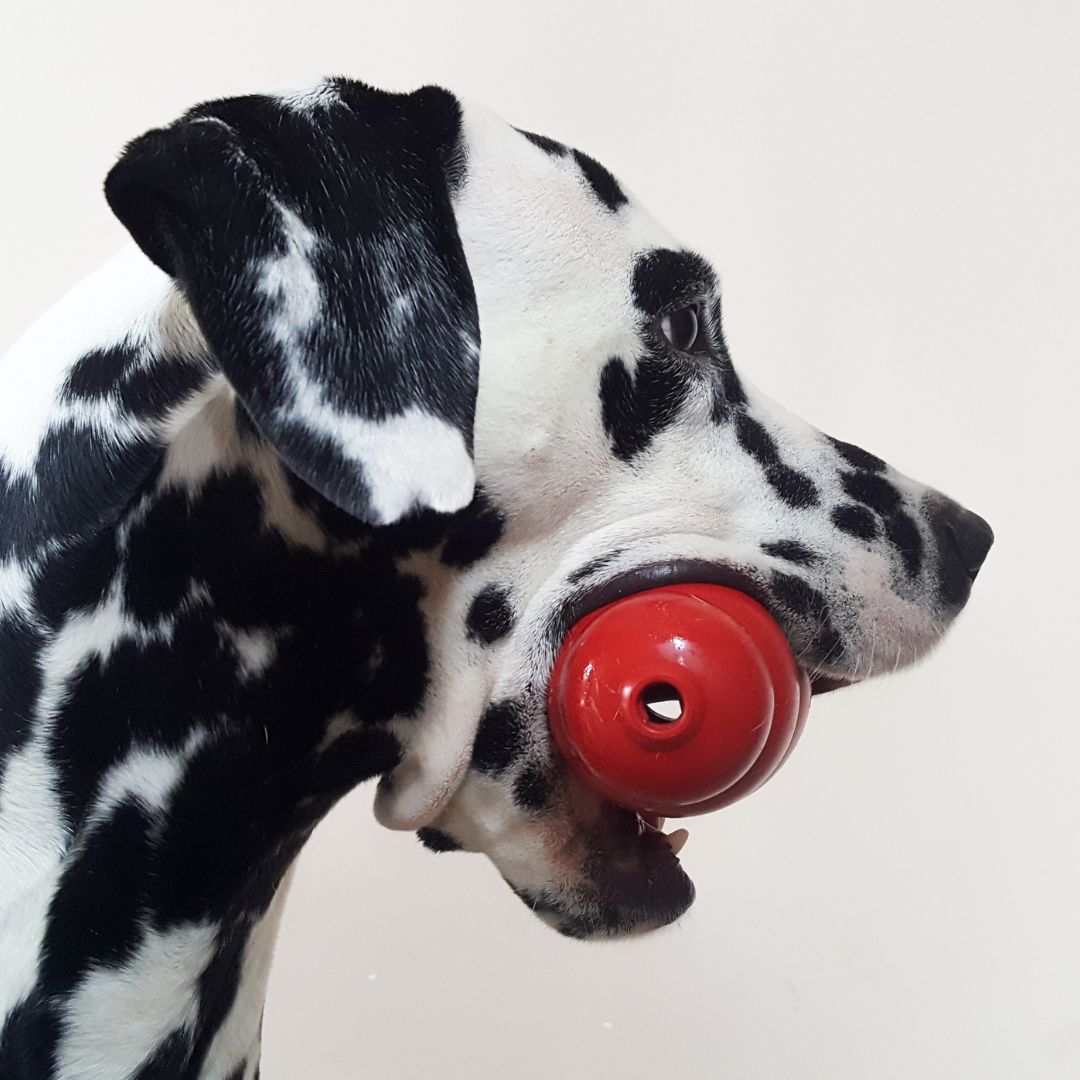 Dalmatian holding a red kong toy in it's mouth