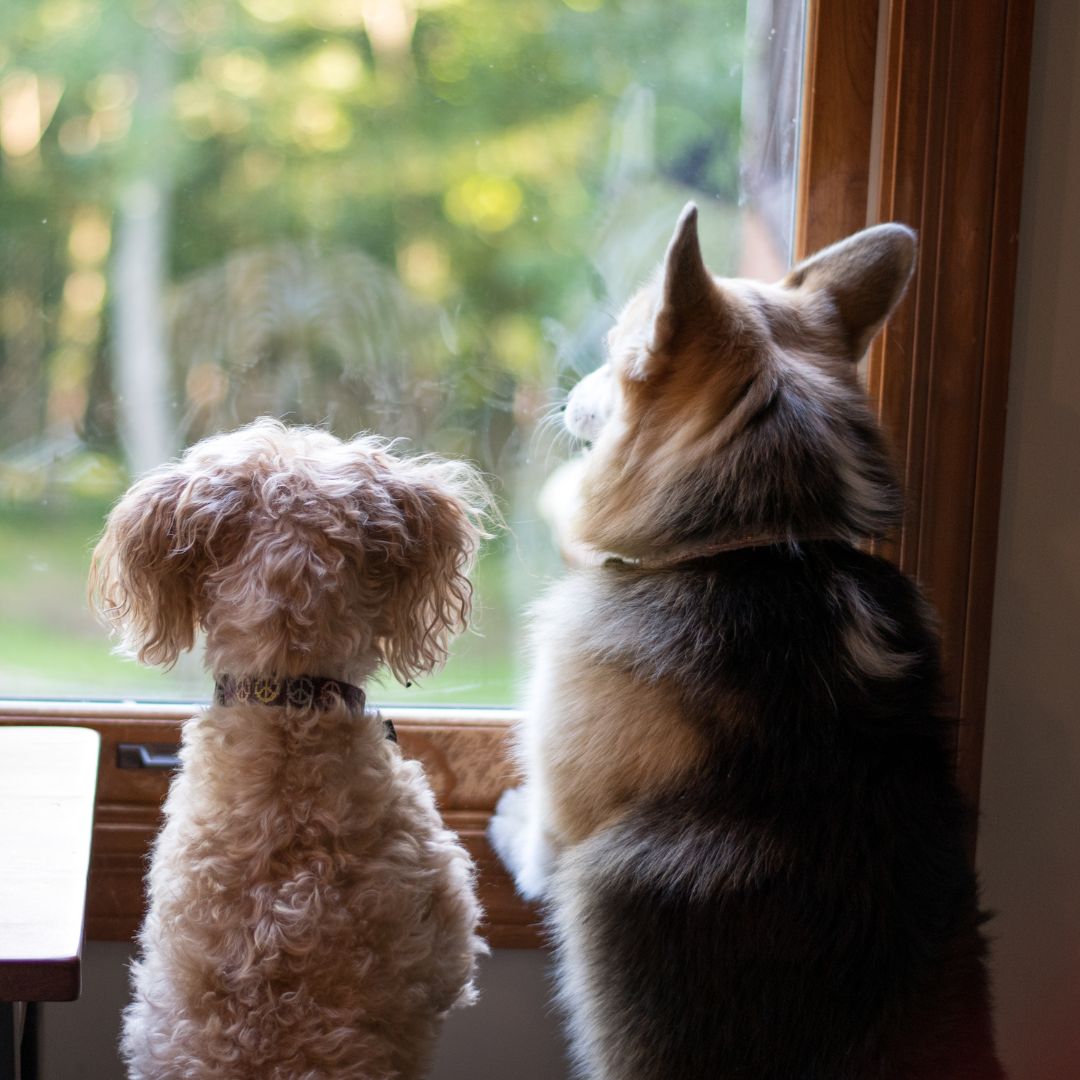 Corgi and other small dog looking out window into yard