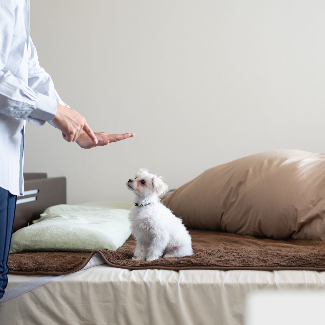 Person training puppy