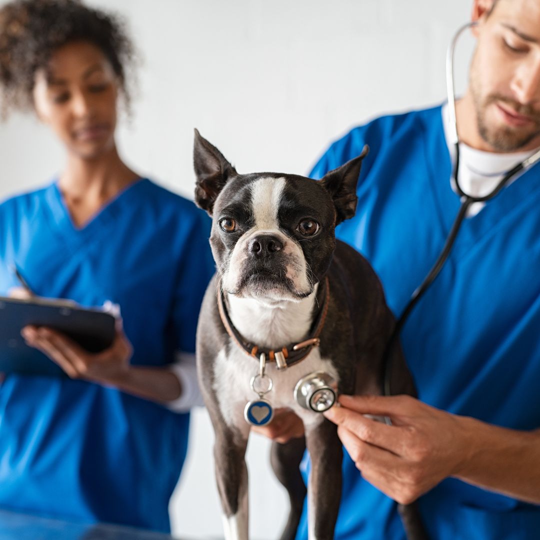 Vet and boston terrier