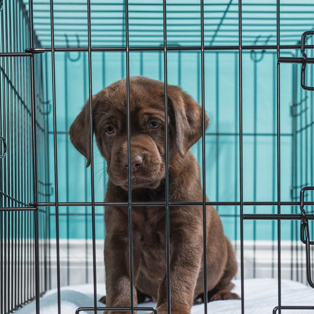 Puppy in a crate