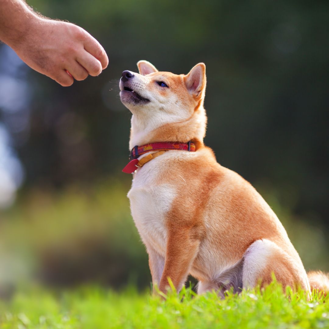 Training a dog