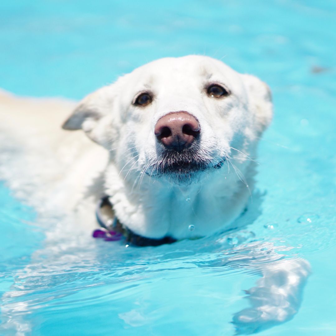 Dog swimming