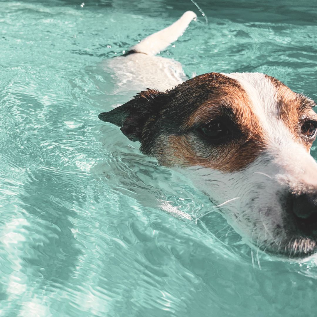 Dog swimming