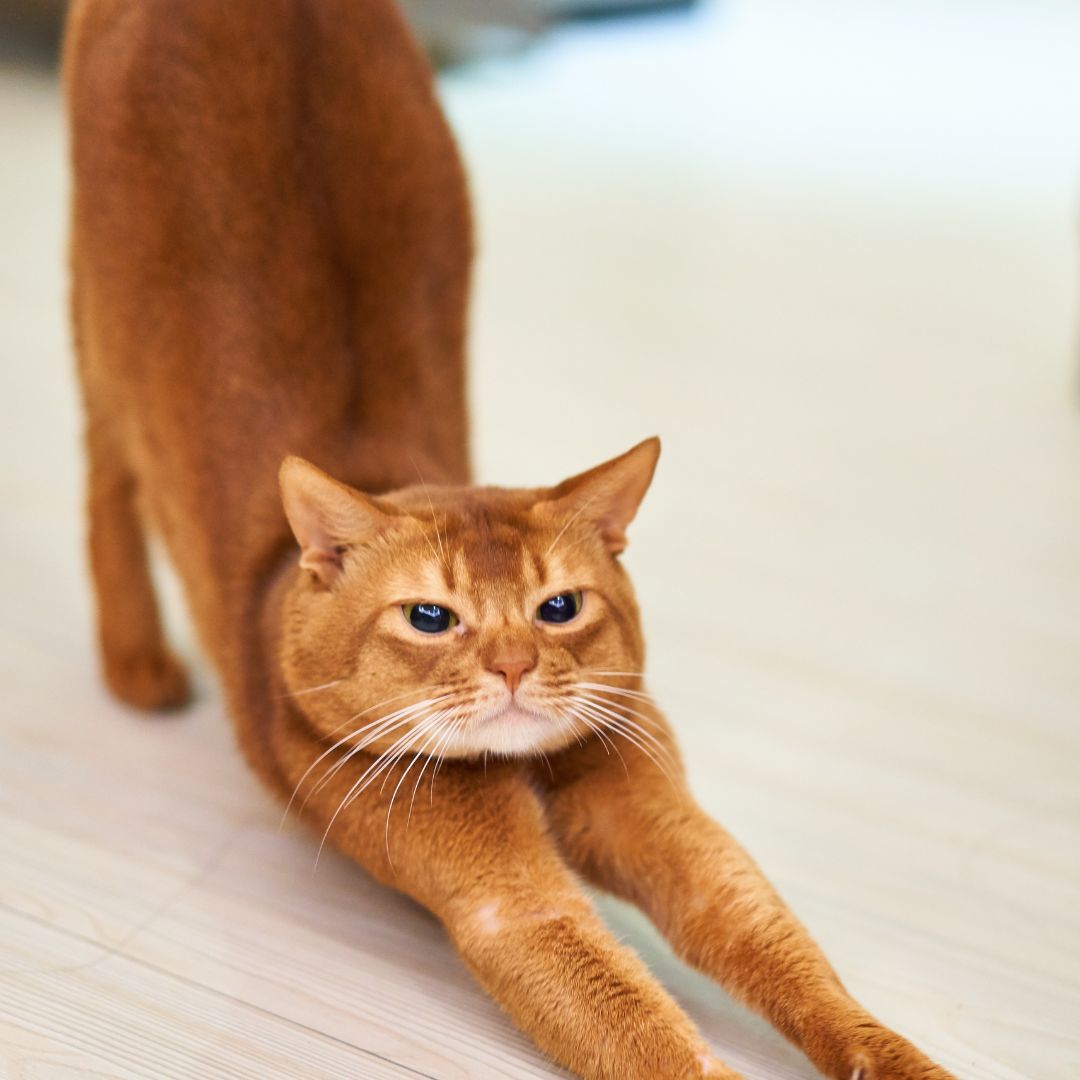 Cat stretching