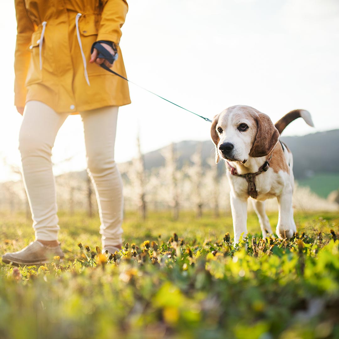 Woman taking dog for a walk on a leash