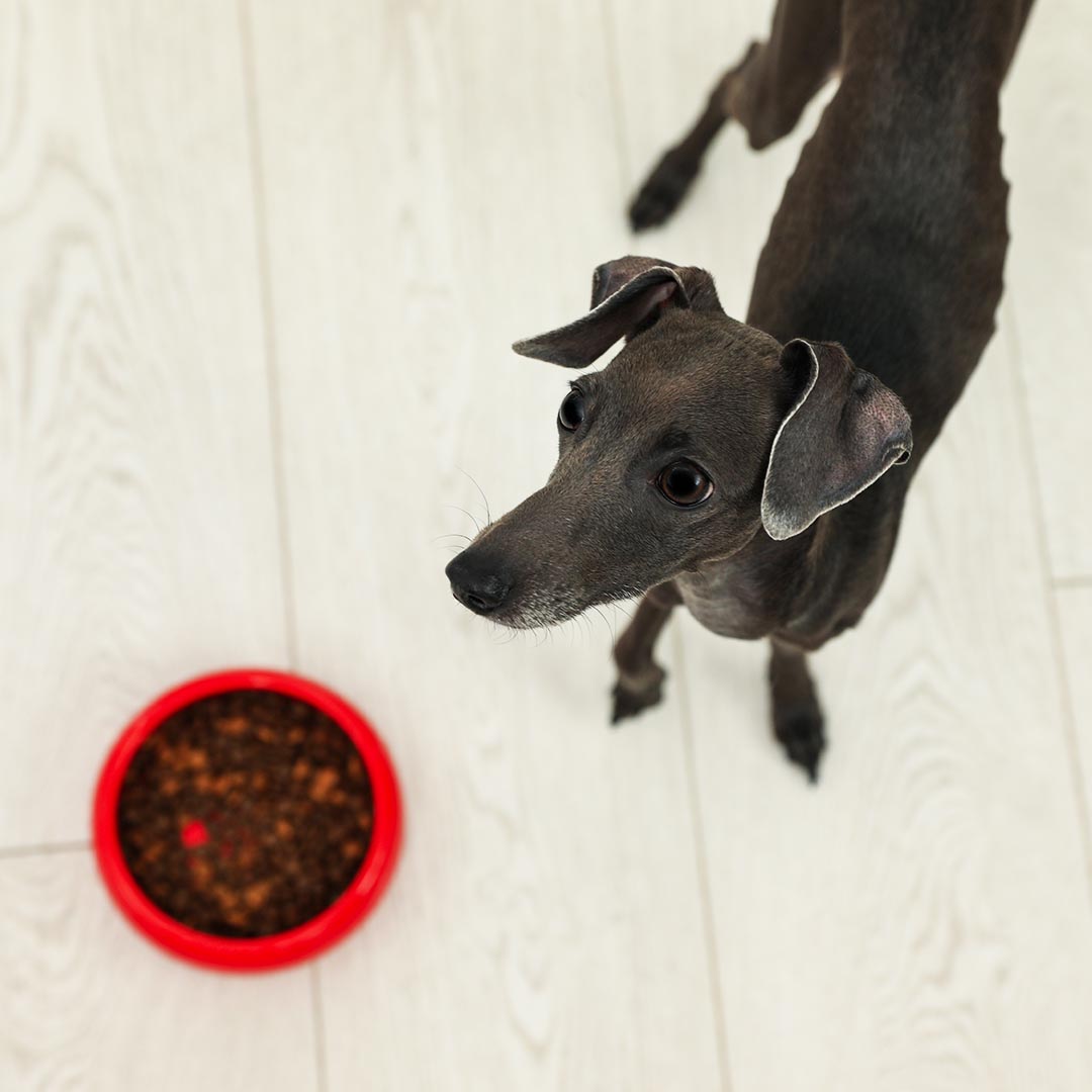 Dog standing next to bowl of dog food