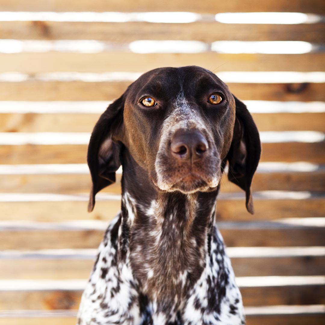 Dog in front of a fence