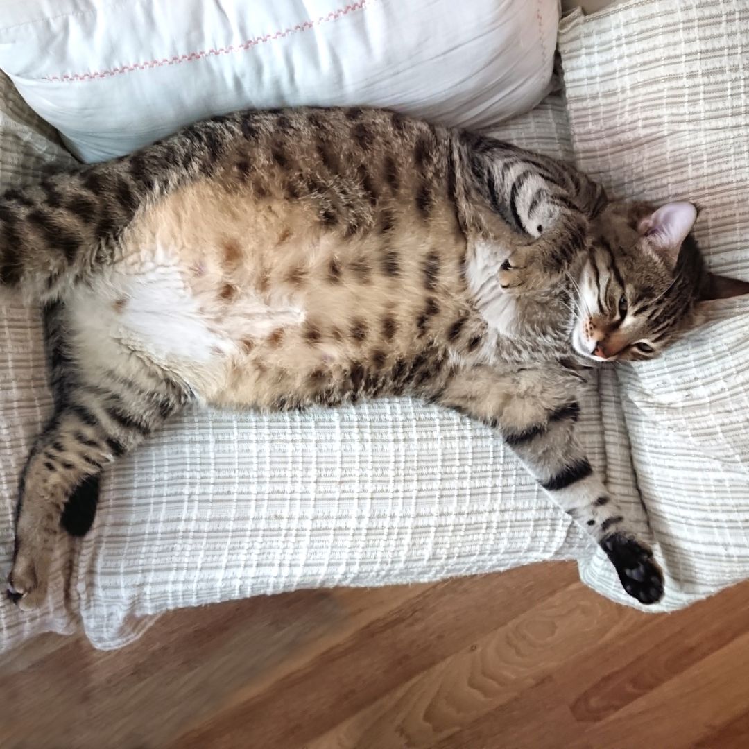 Obese cat