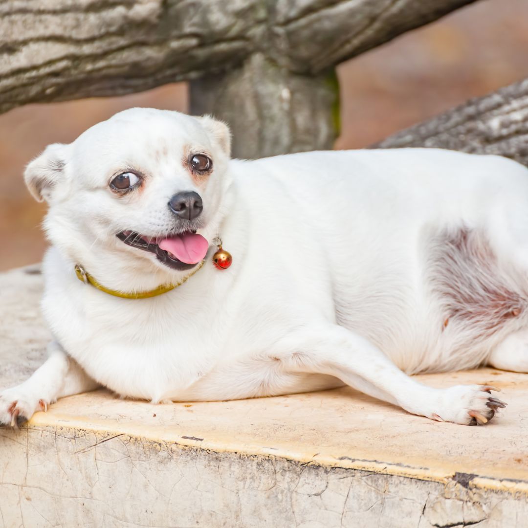 Obese dog