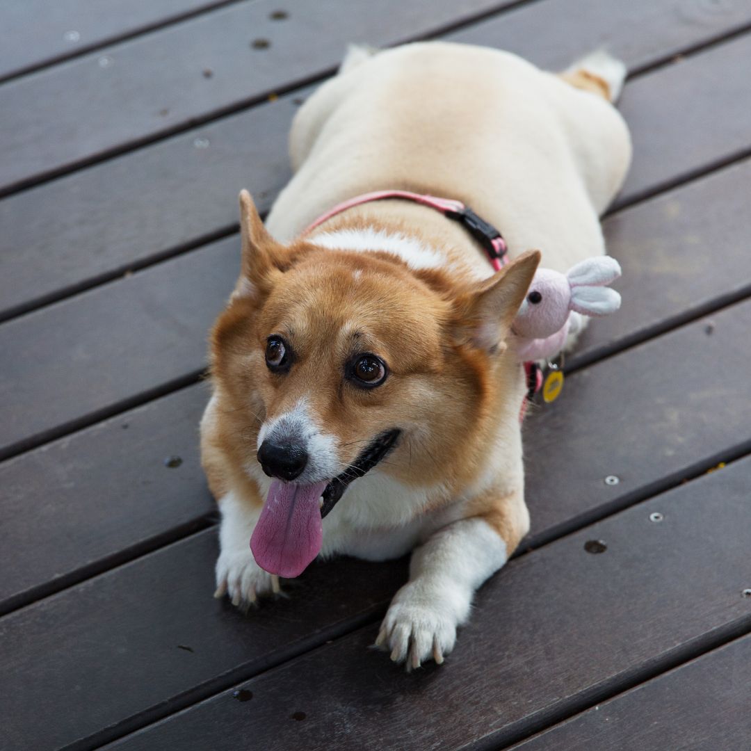 Obese dog