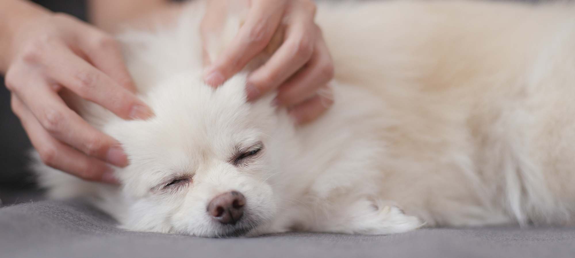 dog massage
