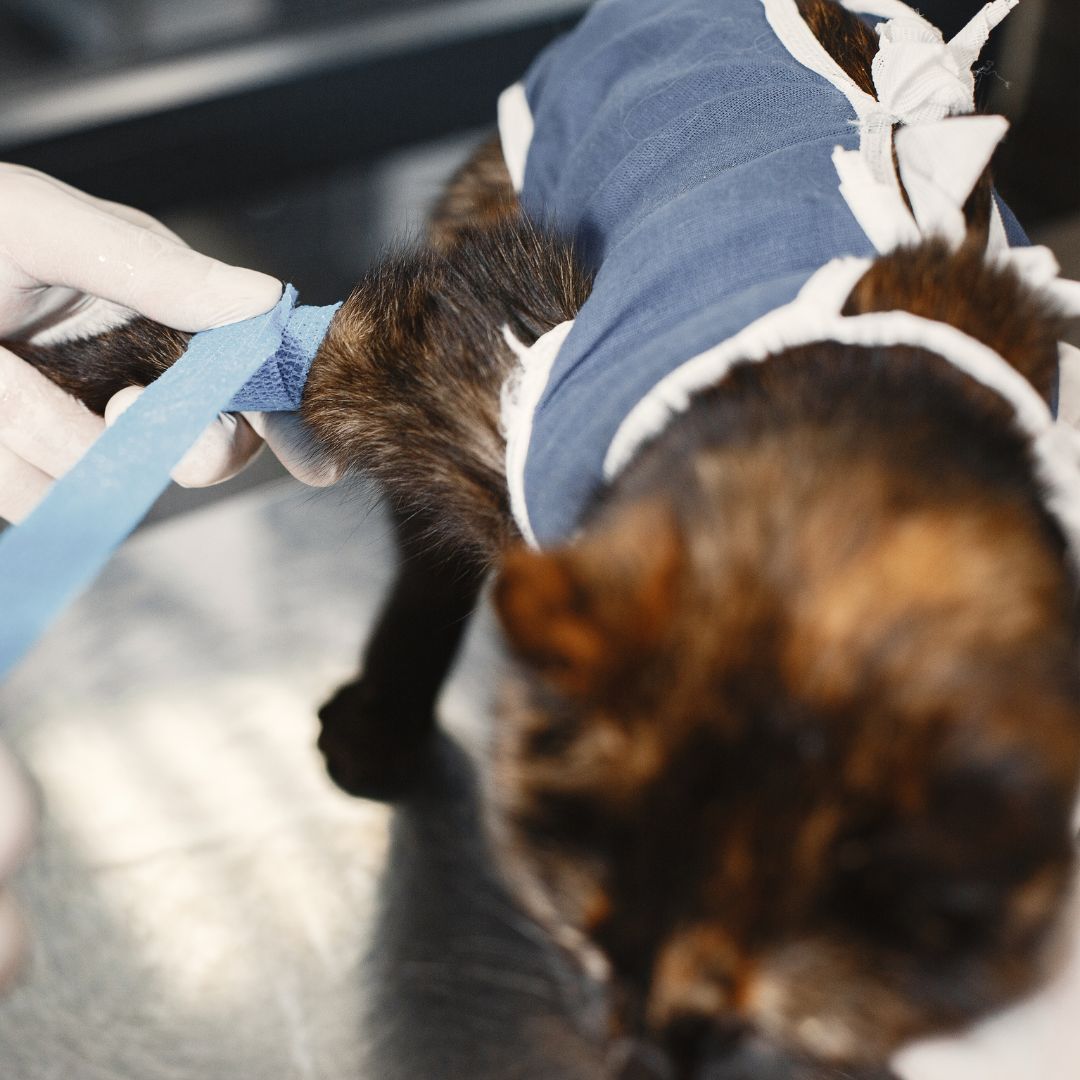 cat getting its leg wrapped