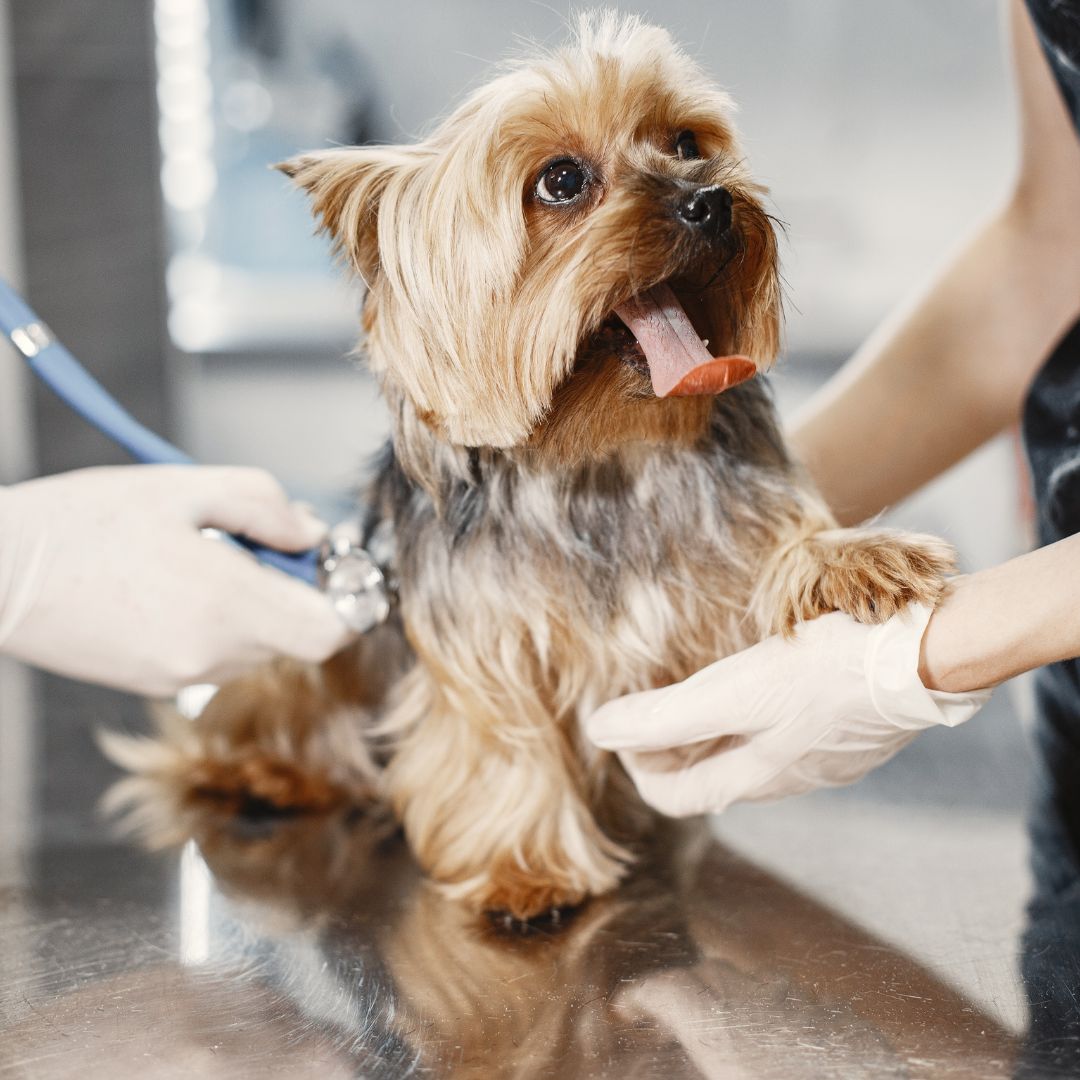 vet checking out small dog