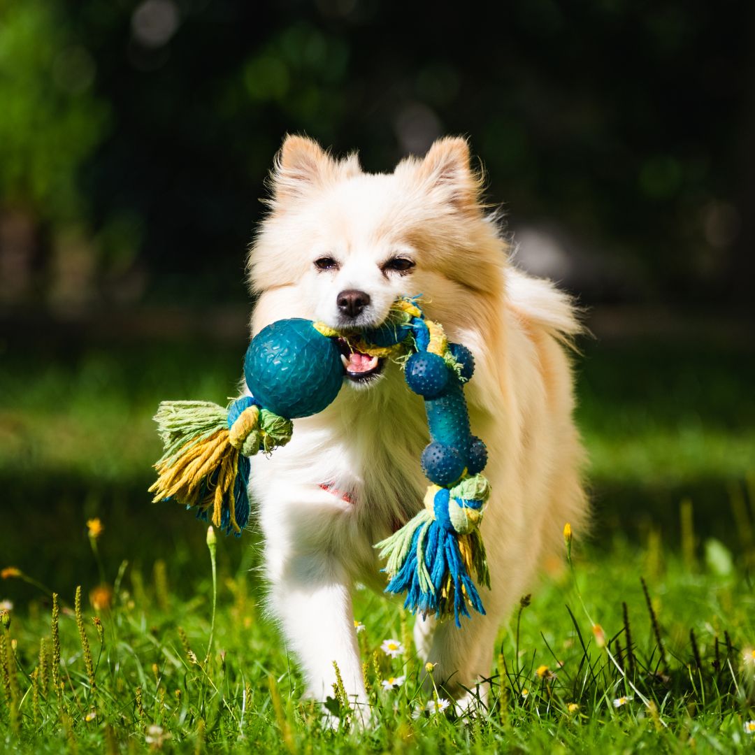 dog running with rope toy