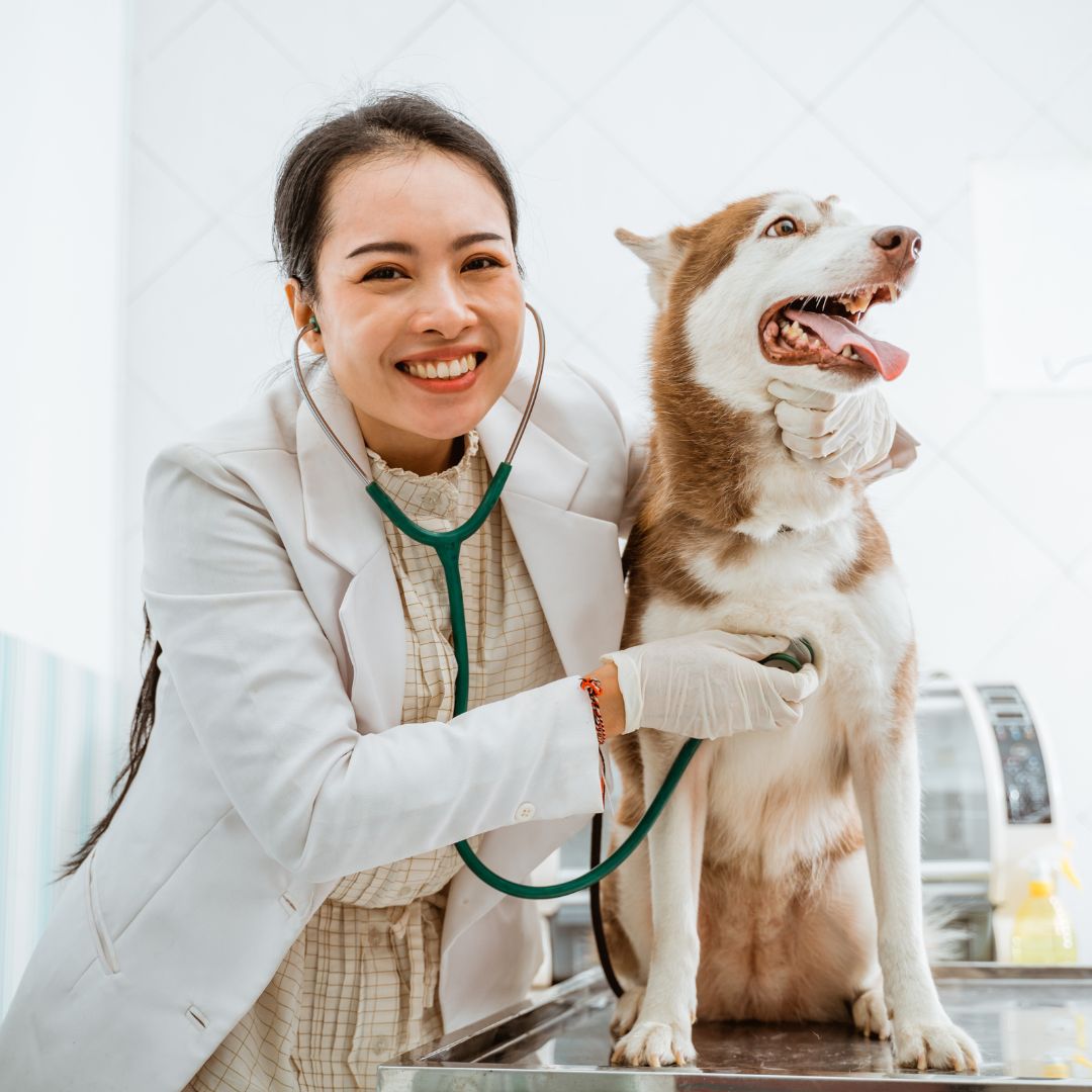vet with dog