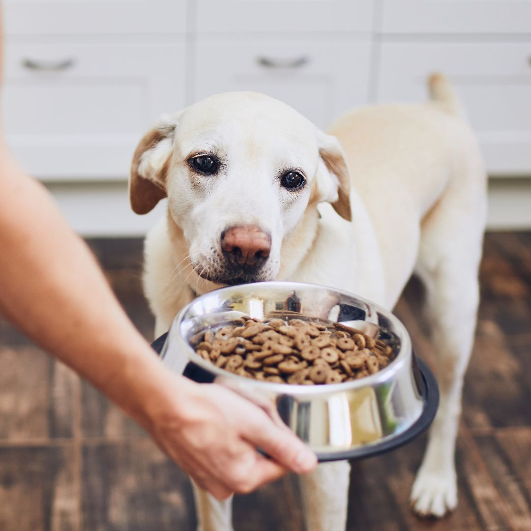dog starring at bowl full of kibble