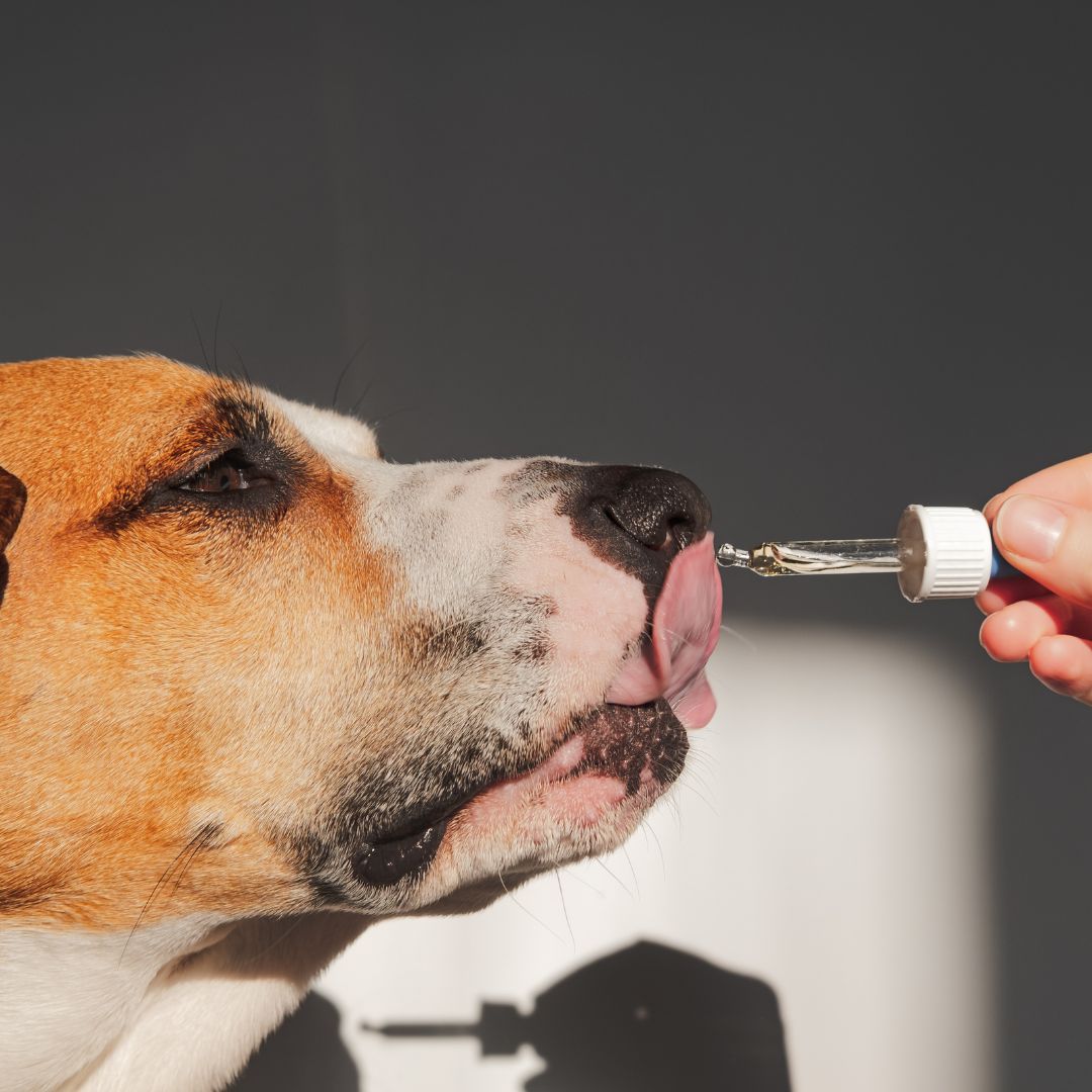 dog being fed salmon oil from a dropper