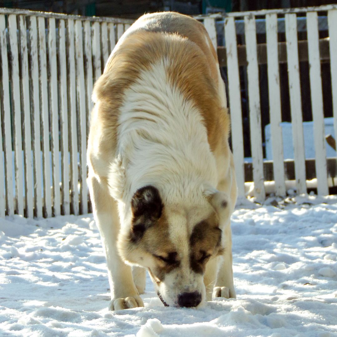 dog eating snow