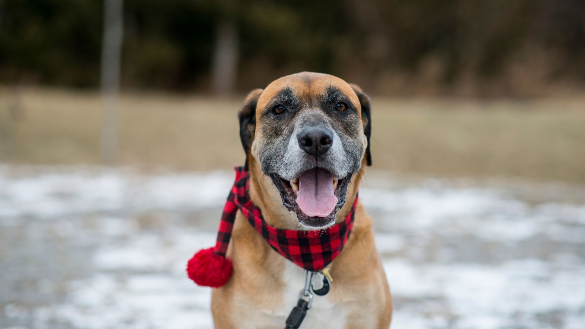 dog sitting in the snow