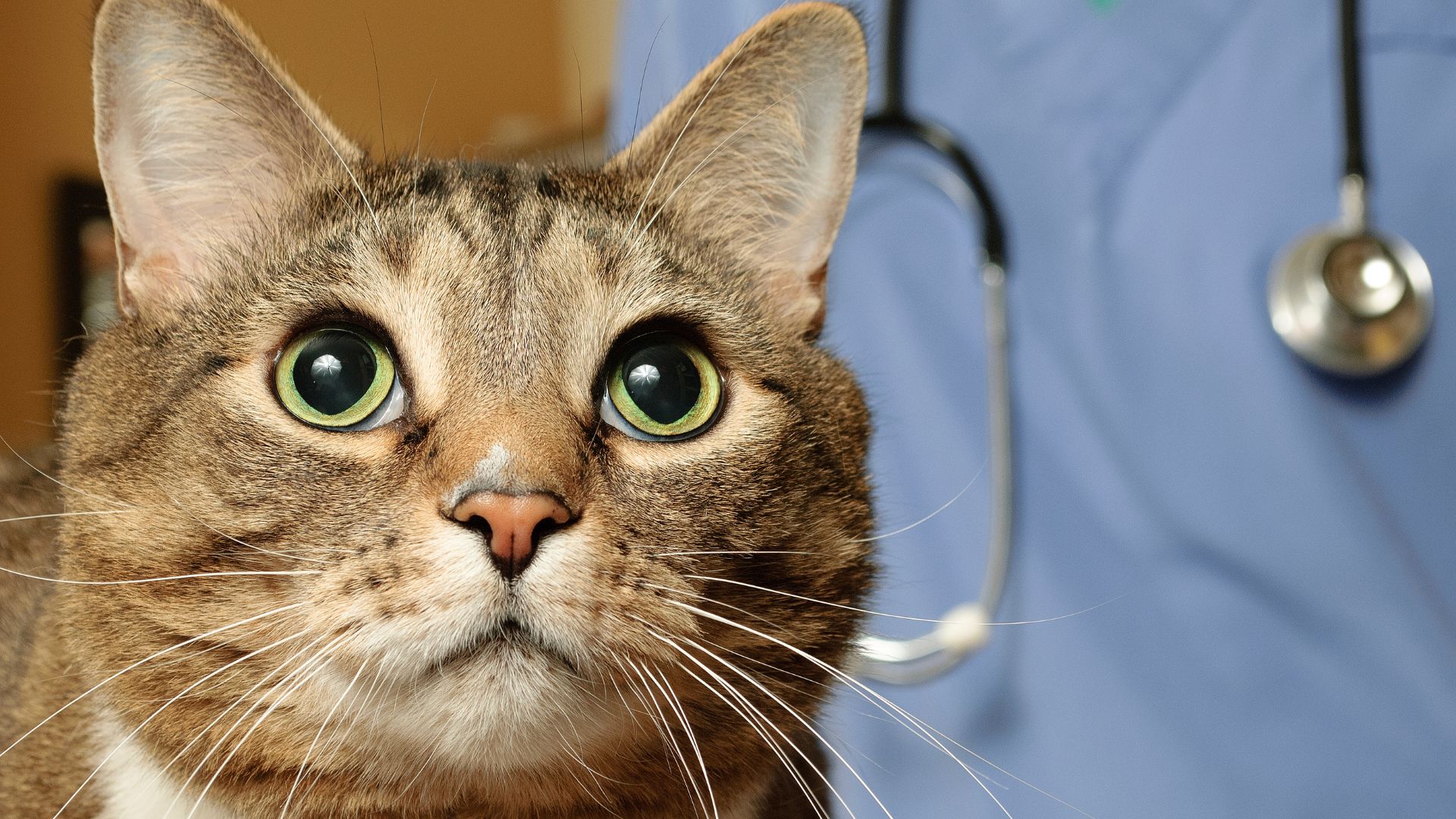 Cat looking at camera with vet in background