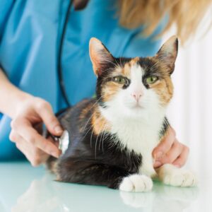Cat being examined by a vet