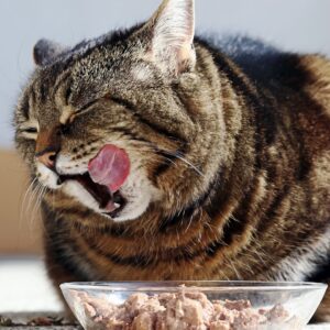 Cat eating food
