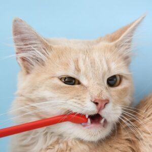 Cat having its teeth brushed
