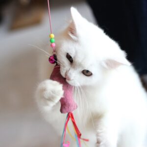 Cat playing with a toy