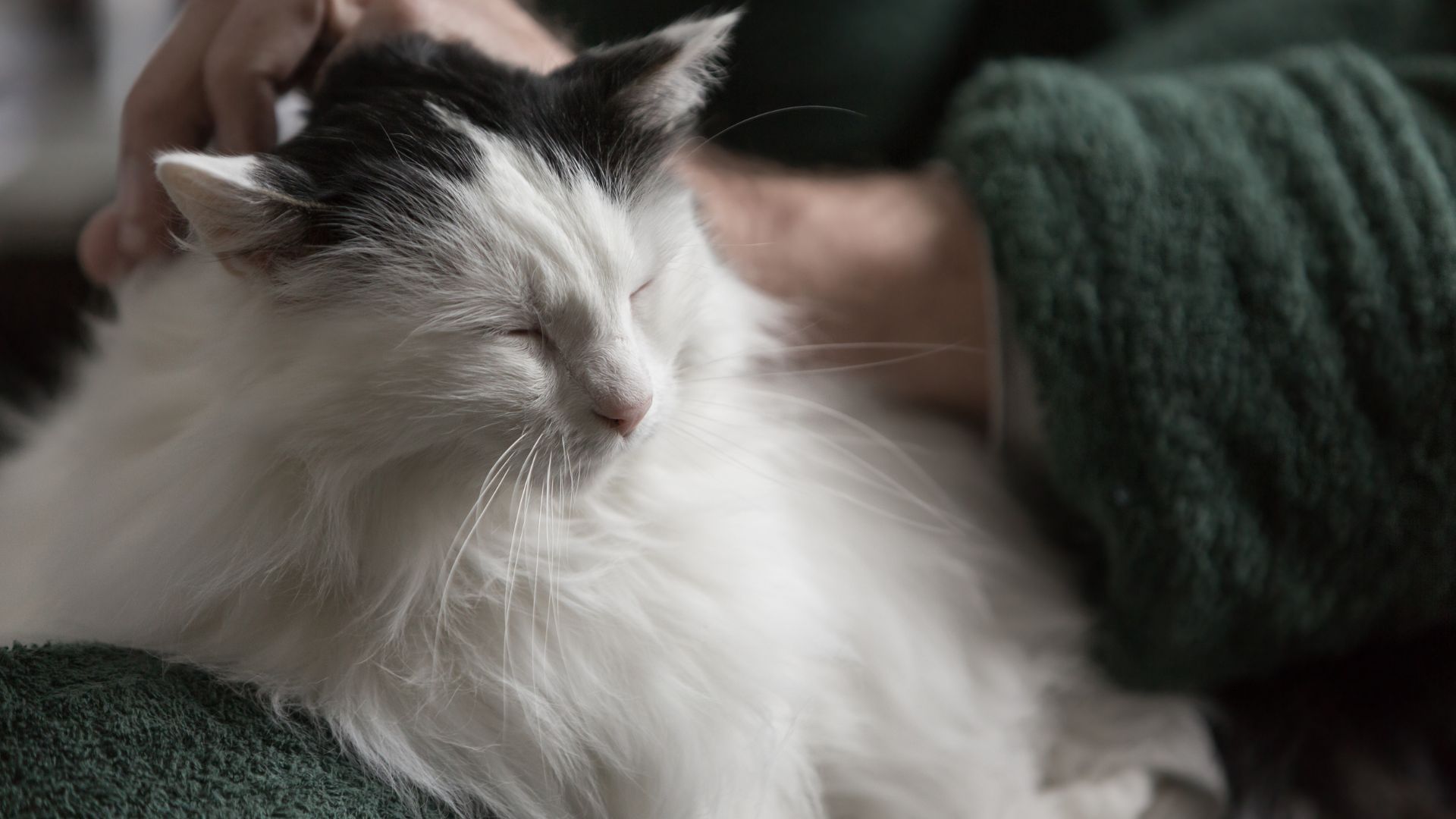 Cat being pet