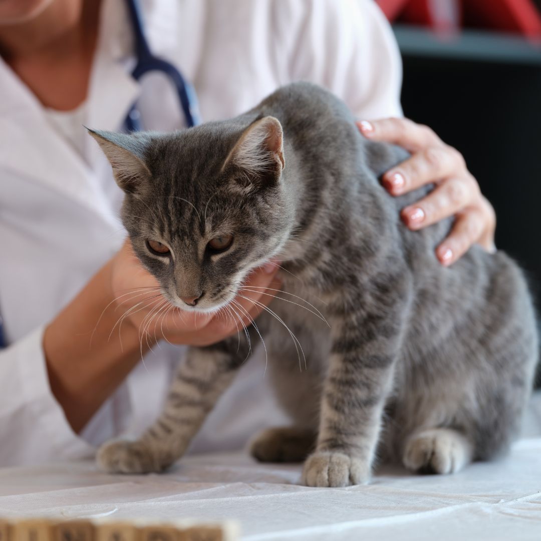 cat coughing 