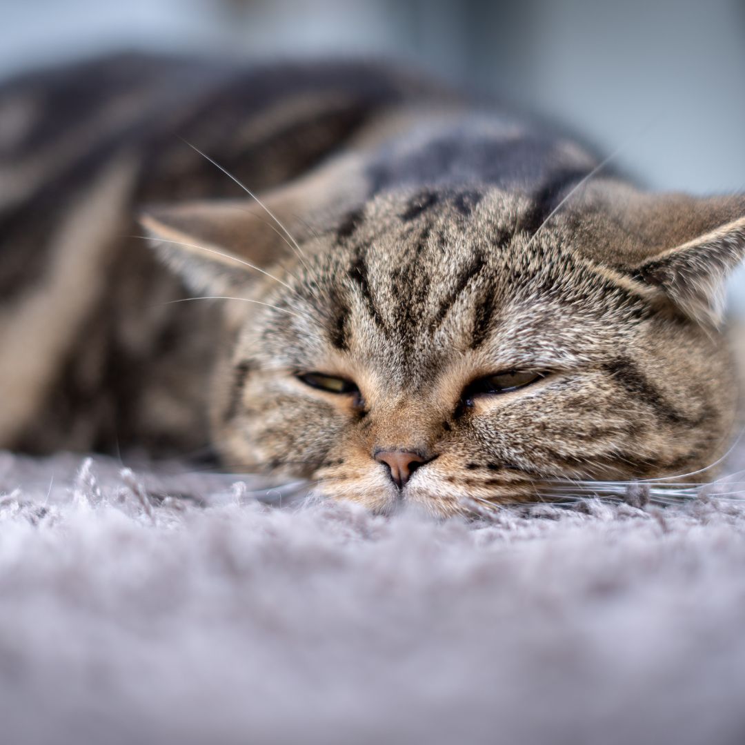 sick kitty cat 