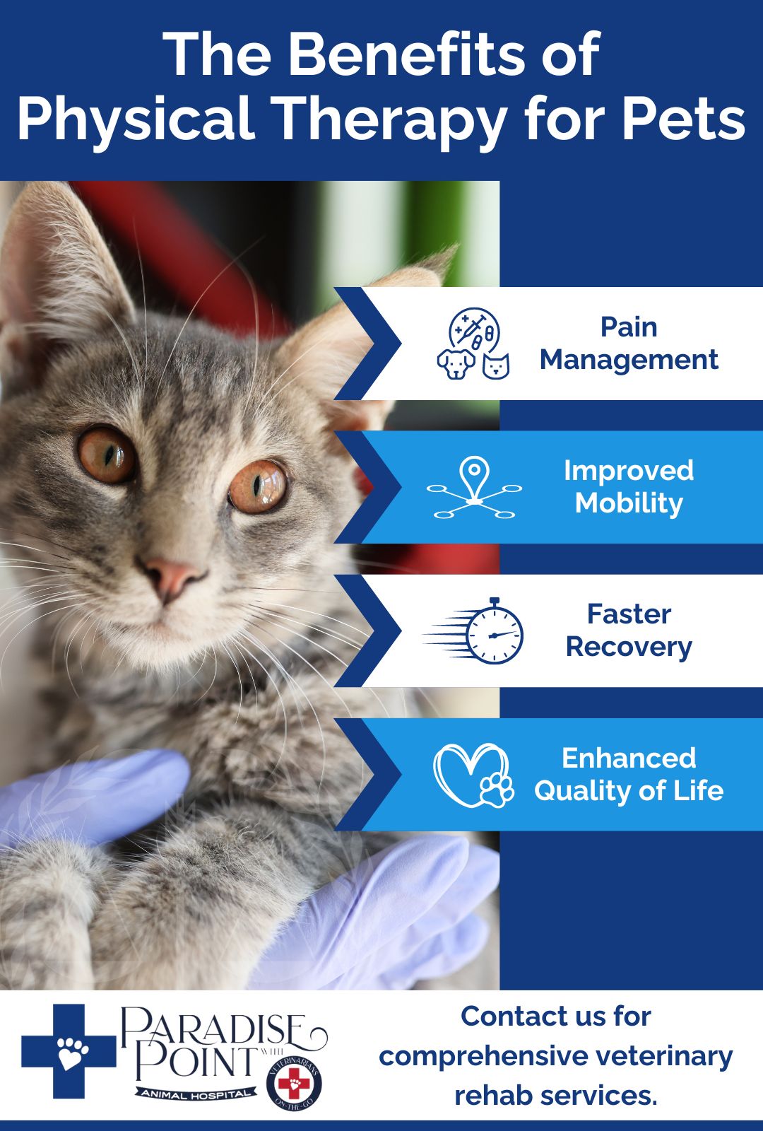 the benefits of physical therapy for pets