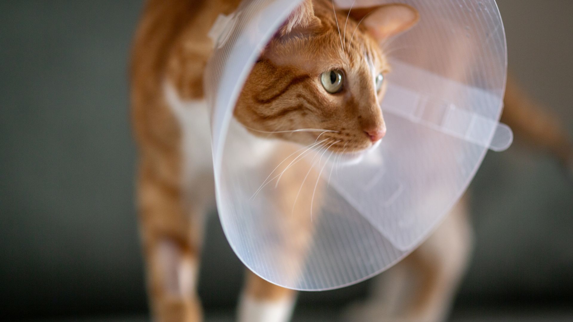 cat in a cone