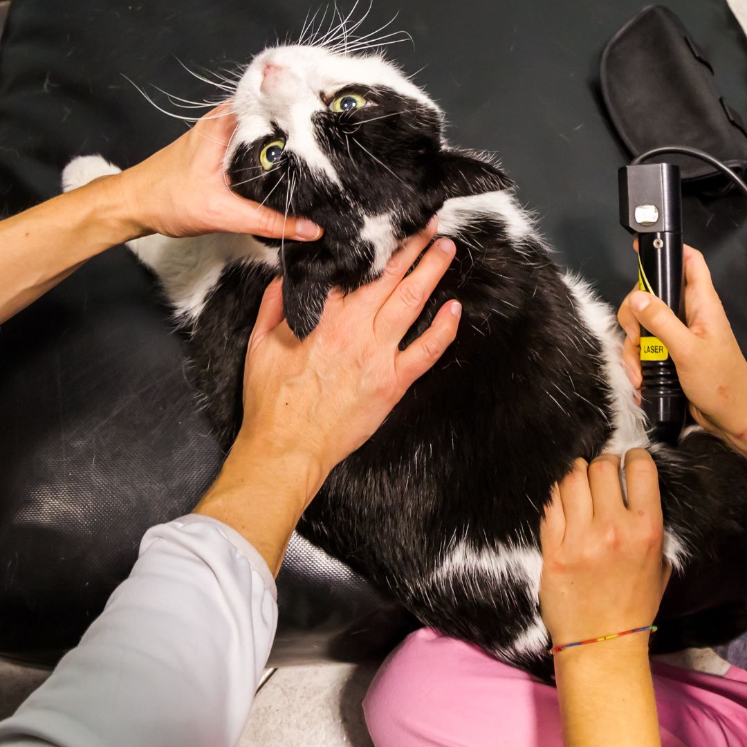 cat getting cold laser therapy