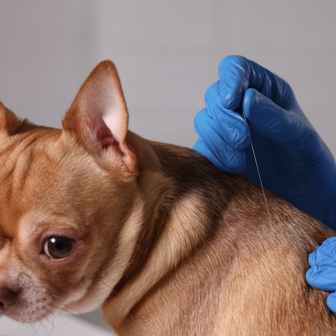 dog getting acupuncture therapy