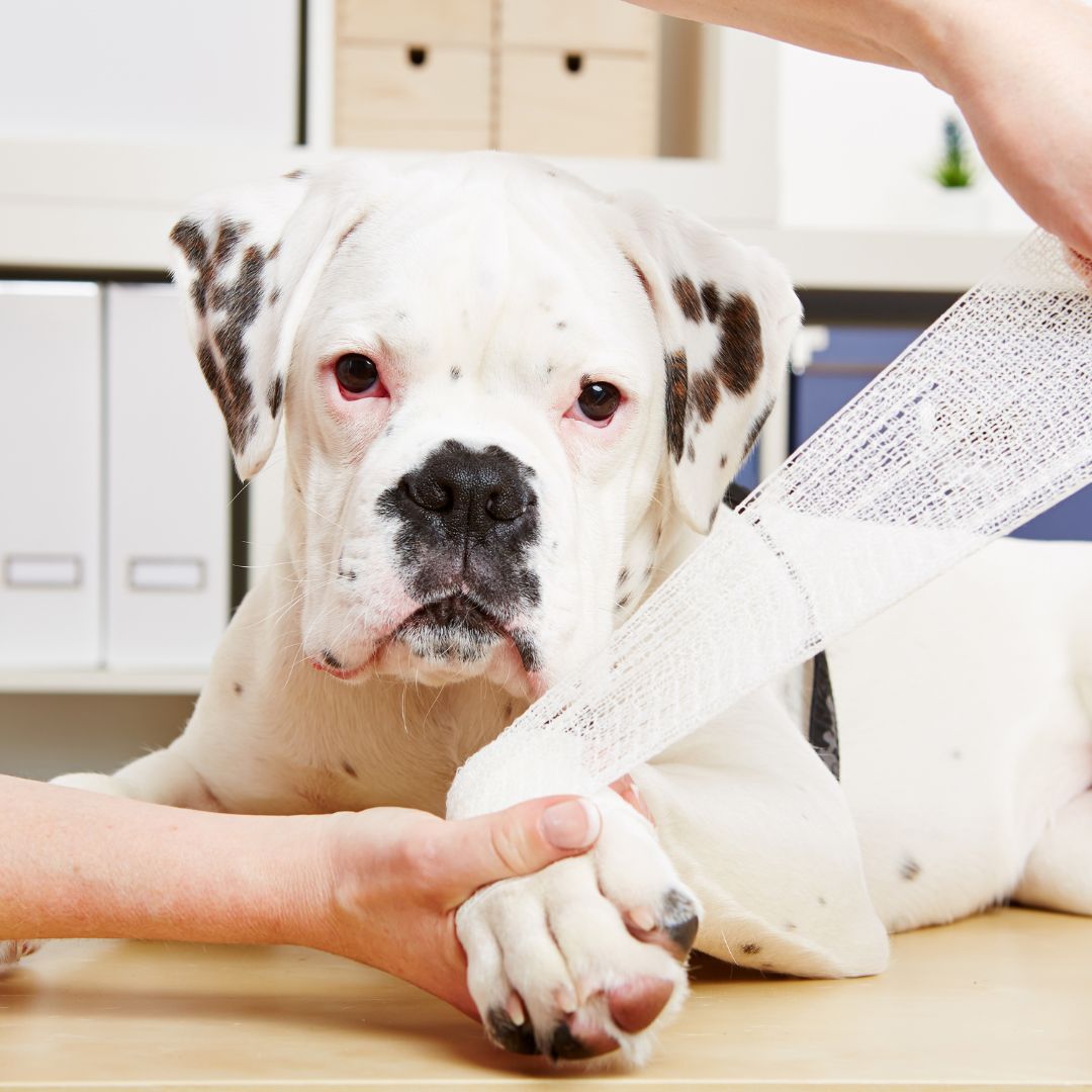 Dog with injury