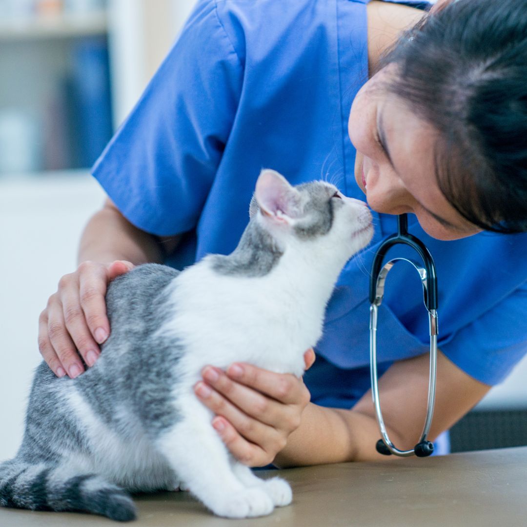vet with cat