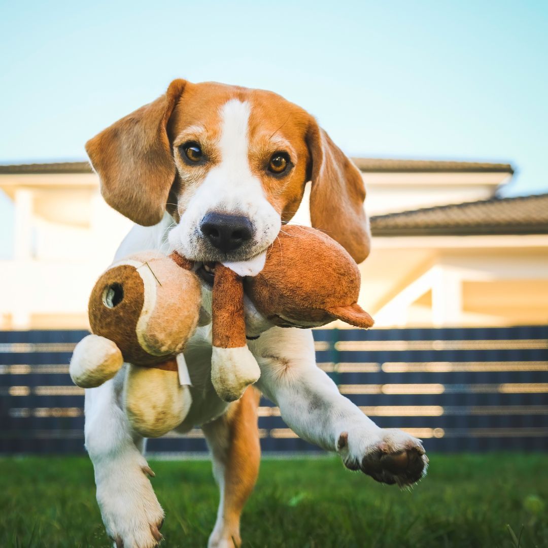 dog playing