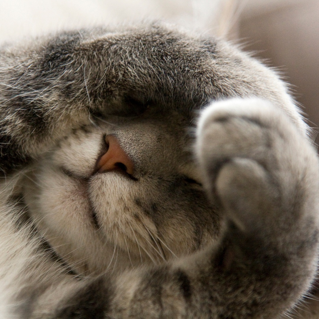 Cat pawing at its face. 