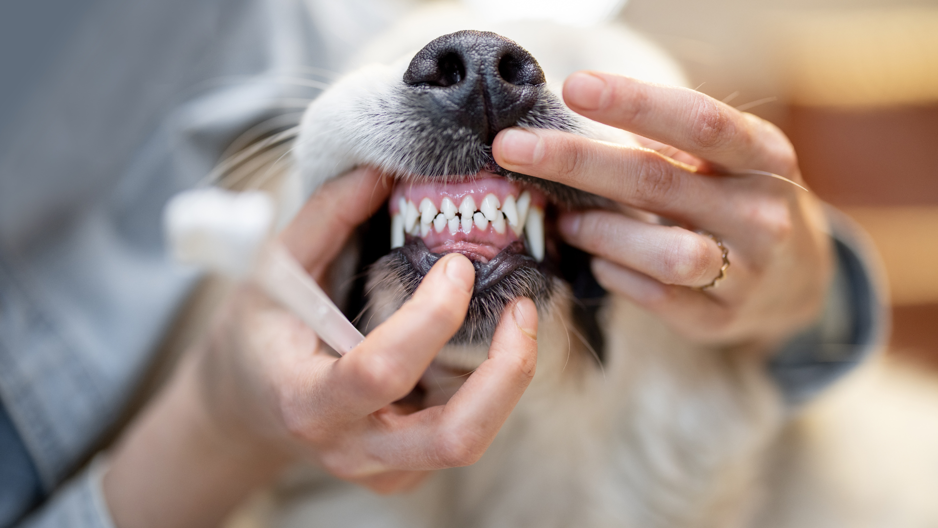 person moving a dog's gums to expose their teeth.