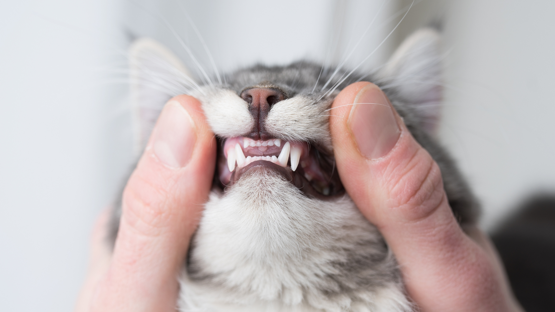 Person exposing a cat's teeth.