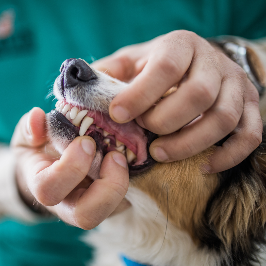 vet examining a dog's teeth. 
