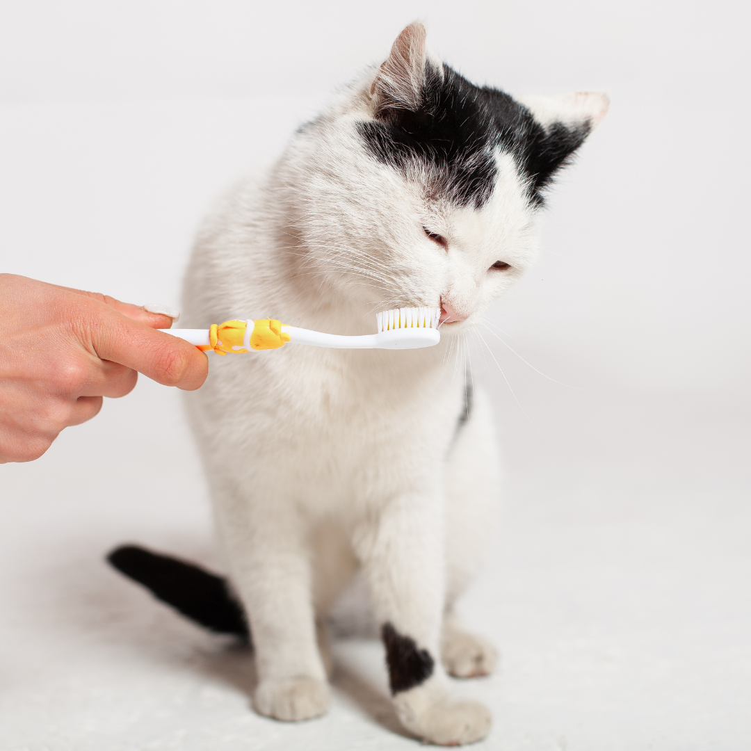 cat having its teeth brushed. 