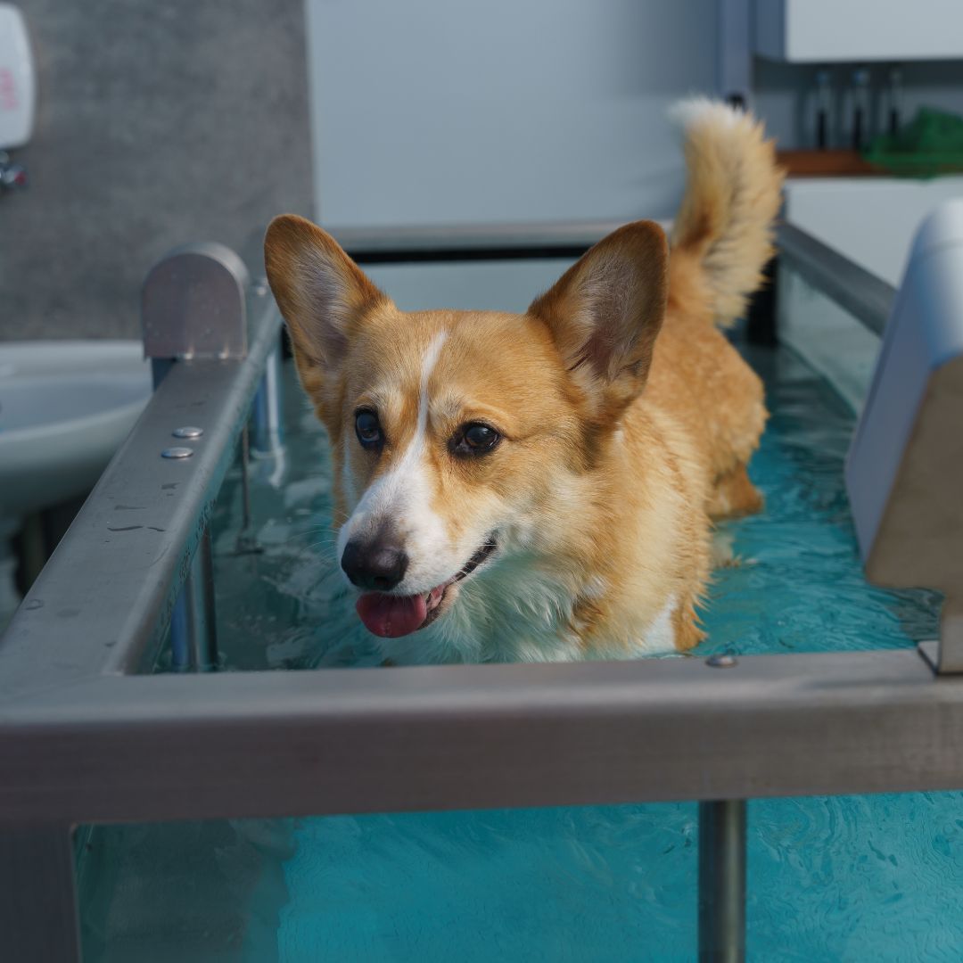 corgi on water treadmill