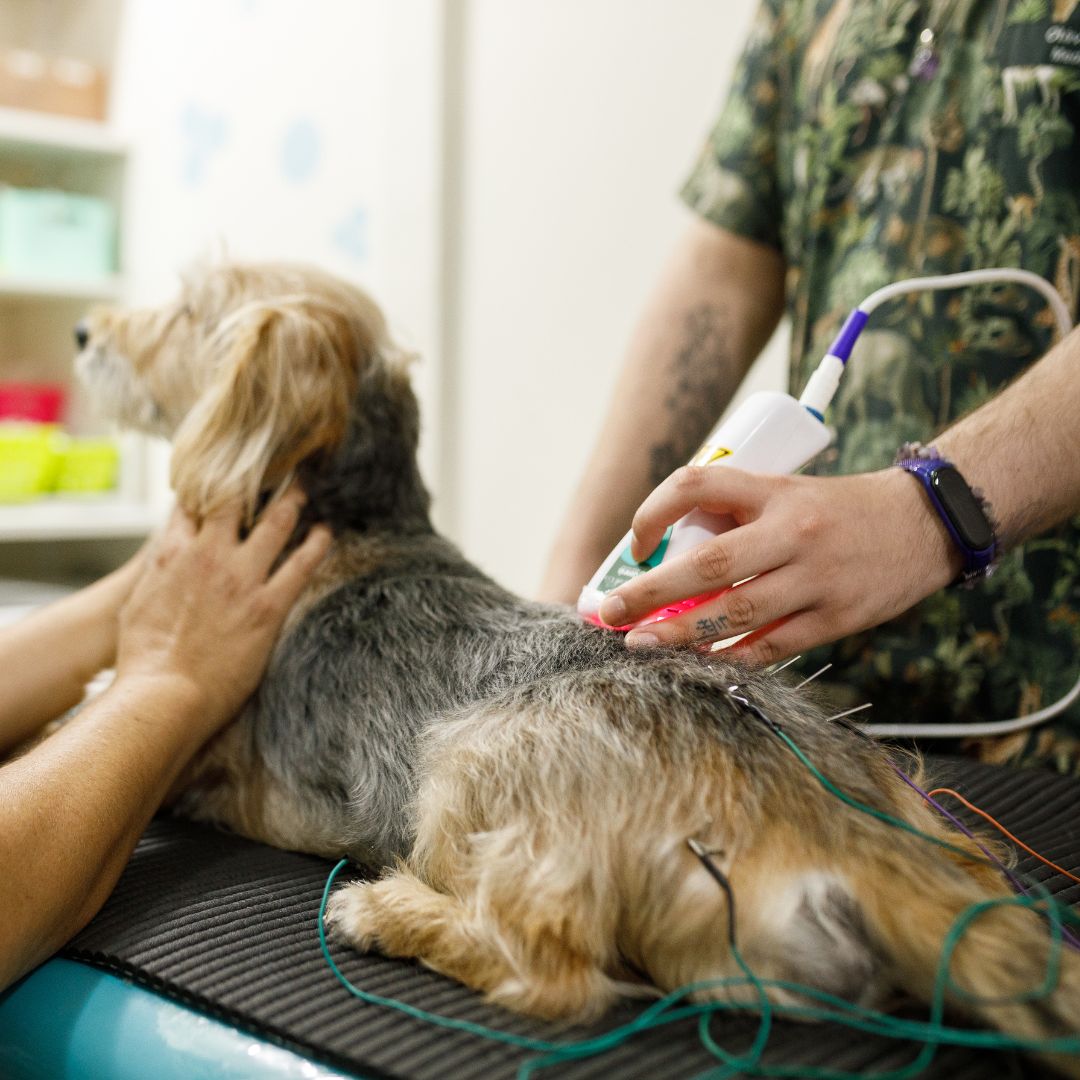 dog getting cold laser therapy and acupuncture