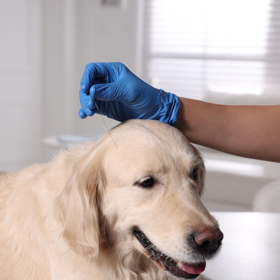 dog getting acupuncture